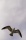 resized_birdflying.jpg