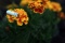 resized_cigarettesarebad.jpg