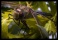 resized_dragonfly.jpg