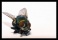 resized_fly2.jpg