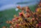 resized_randombush.jpg