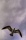 resized_seagul.jpg