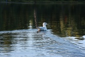 IMG_0756-77.jpg