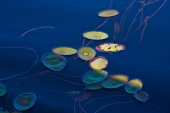 IMG_0760-79.jpg
