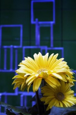resized_flowerblocks.jpg