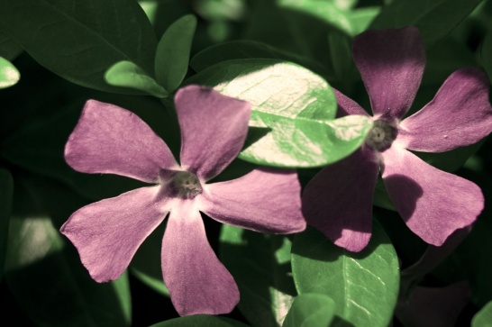 resized_flowers.jpg