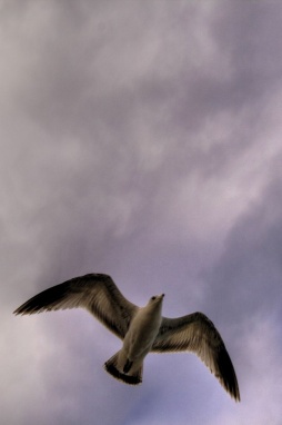 resized_seagul.jpg