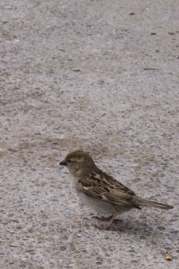 resized_sparrow.jpg