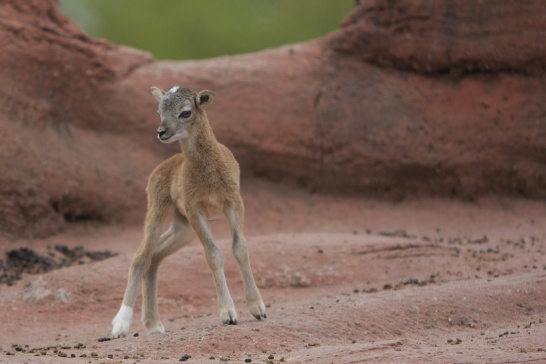 babbygoat1.small.jpg