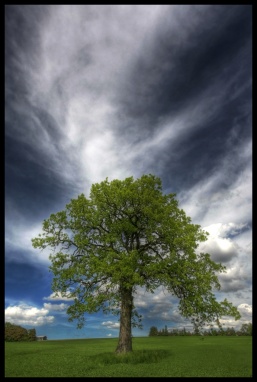 lonelytree.dev.jpg