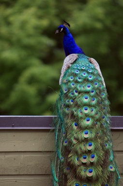 peacock1.small.jpg