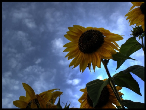 resized_HDR_Sunflower_by_pcgamer.jpg